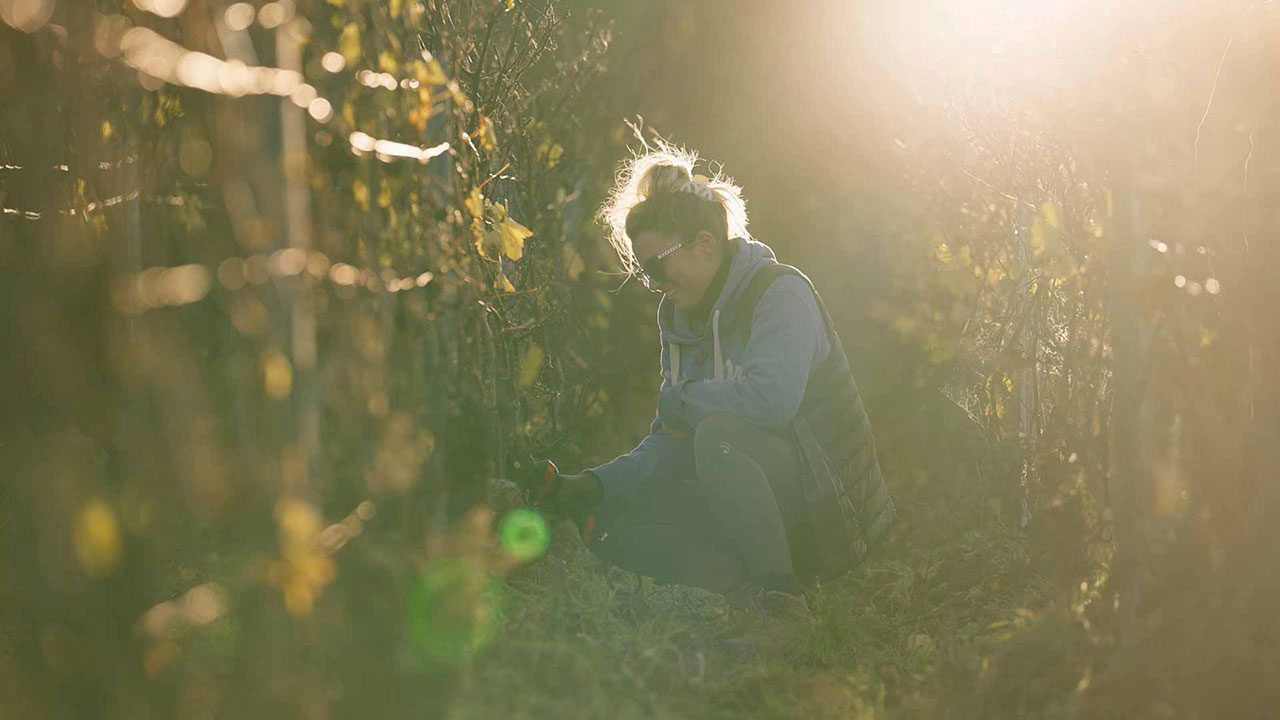 Une femme taille un pied de vigne