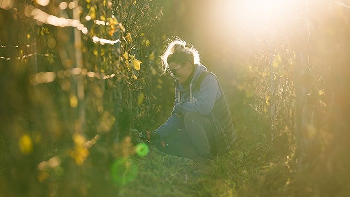 Une femme taille un pied de vigne - extrait d'une réalisation de Mellow Production, agence de communication vidéo Mâcon